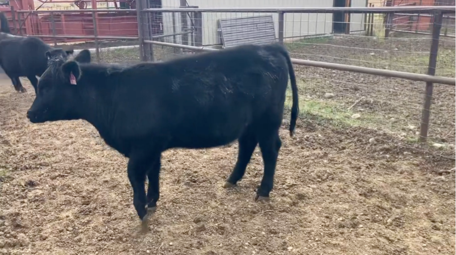 High Elevation May Calvers – 12 Head of 980 lb Bred Heifers- BH1015A5